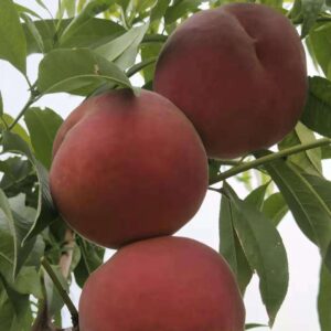Zhongtao Jinkui Yellow Peach (中桃金魁黄桃)