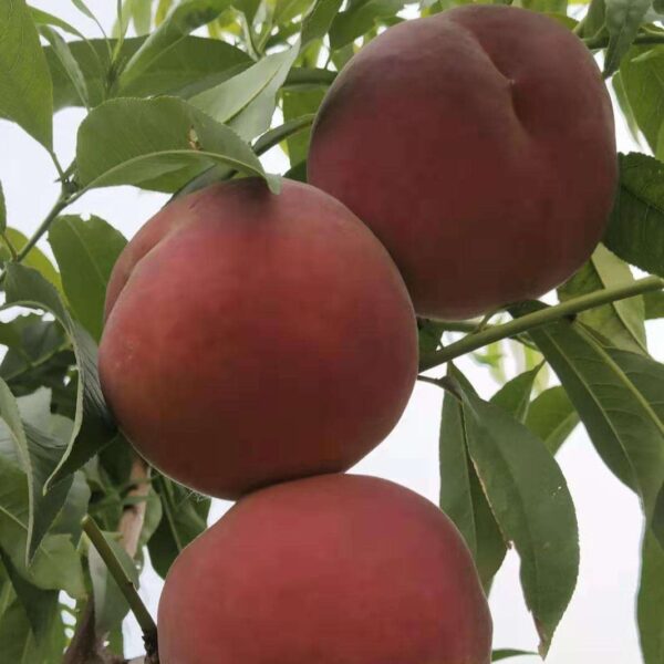 Zhongtao Jinkui Yellow Peach (中桃金魁黄桃)
