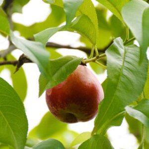 Zhongyou No. 24 Nectarine (中油24号油桃)