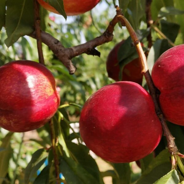 Zhongyou Danyu Nectarine ( 中油丹玉桃)