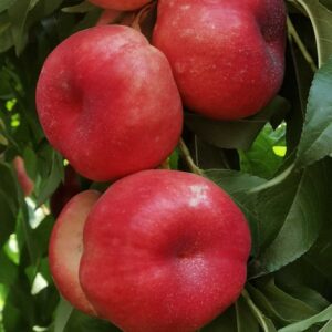 Zhongyoupan No. 10 Flat Nectarine (中油蟠10号)