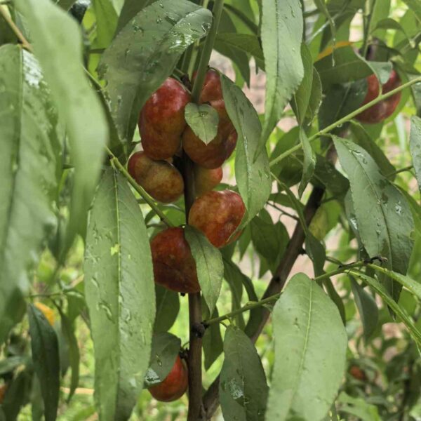Zhongyoupan No. 11 Flat Nectarine (中油蟠11号)