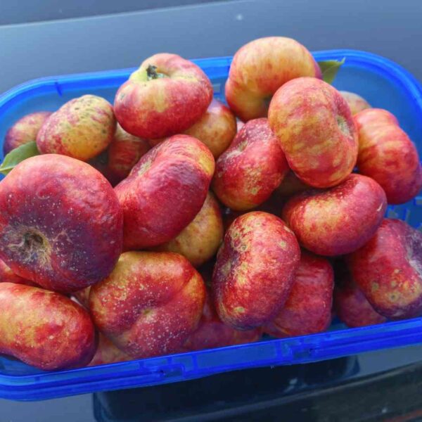 Zhongyoupan No. 11 Flat Nectarine (中油蟠11号) - Image 2