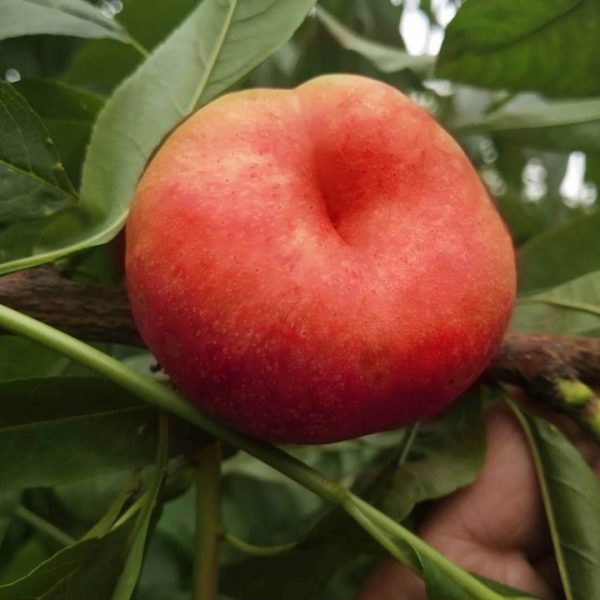 Zhongyoupan No. 13 Flat Nectarine (中油蟠13号)