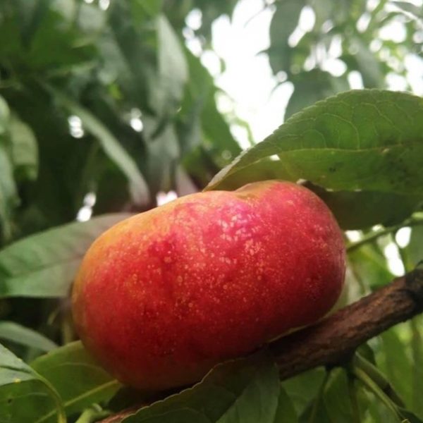 Zhongyoupan No. 13 Flat Nectarine (中油蟠13号) - Image 2