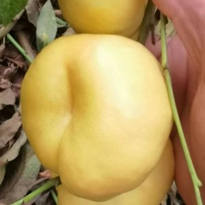 Zhongyoupan No. 15 Flat Nectarine (中油蟠15号)