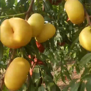 Zhongyoupan No. 17 Flat Nectarine (中油蟠17号)