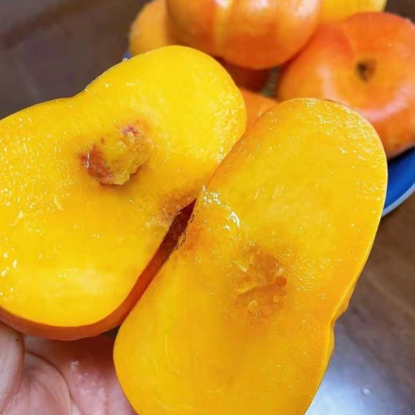 Zhongyoupan No. 17 Flat Nectarine (中油蟠17号) - Image 3