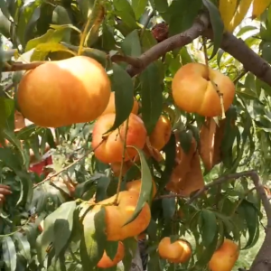 Zhongyoupan No. 21 Flat Nectarine (中油蟠21号)