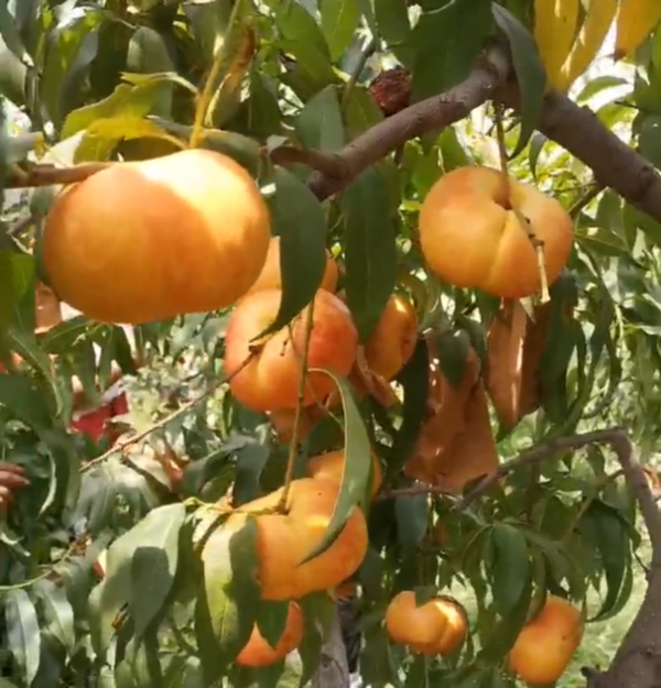 Zhongyoupan No. 21 Flat Nectarine (中油蟠21号)