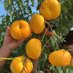 Zhongyoupan No. 31 Flat Nectarine (中油蟠31号)