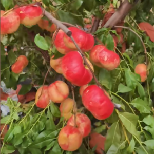 Zhongyoupan No. 33 Flat Nectarine (中油蟠33号)