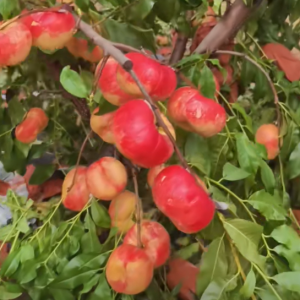 Zhongyoupan No. 33 Flat Nectarine (中油蟠33号)