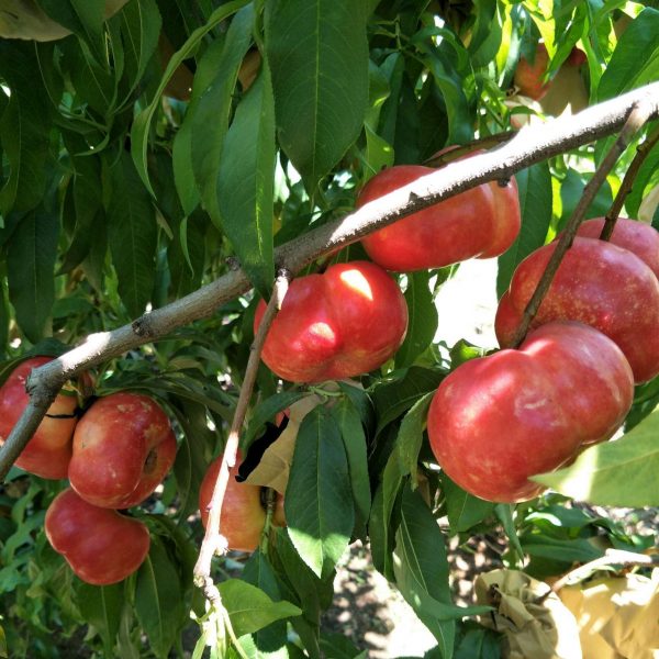 Zhongyoupan No. 5 Flat Nectarine (中油蟠5号) - Image 2