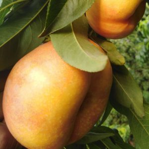 Zhongyoupan No. 5 Flat Nectarine (中油蟠5号)