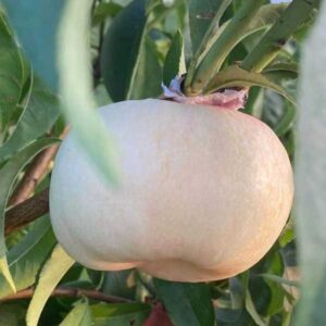 Zhongyoupan No. 6 Flat Nectarine (中油蟠6号)