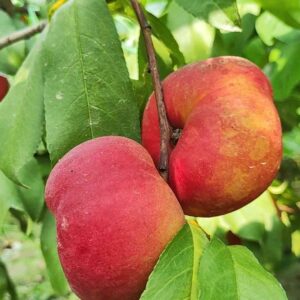 Zhongyoupan No. 7 Flat Nectarine (中油蟠7号)