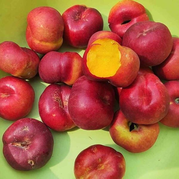 Zhongyoupan No. 7 Flat Nectarine (中油蟠7号) - Image 2