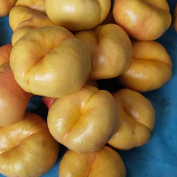 Zhongyoupan No. 7 Flat Nectarine (中油蟠7号) - Image 3