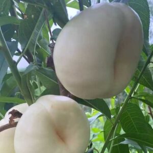 Zhongyoupan No. 8 Flat Nectarine (中油蟠8号)