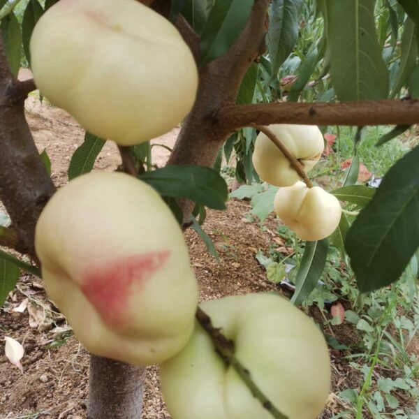 Zhongyoupan No. 8 Flat Nectarine (中油蟠8号) - Image 2