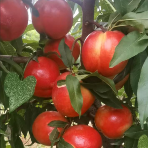 Zhongyou Jinxia Nectarine (中油金夏油桃)