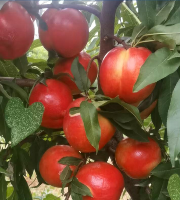 Zhongyou Jinxia Nectarine (中油金夏油桃)