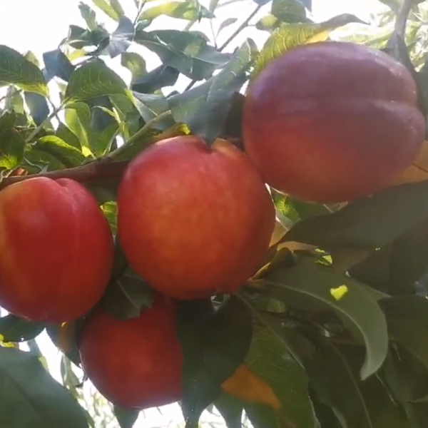 Zhongyou Jinxia Nectarine (中油金夏油桃) - Image 2