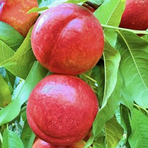Zhongyou Jinxia No. 2 Nectarine (中油金夏2号油桃)