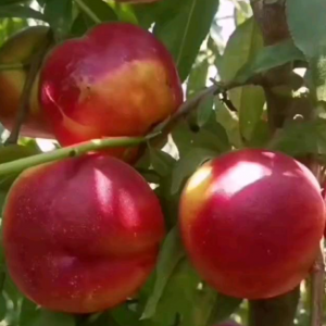 Zhongyou Jinxing Nectarine (中油金星油桃)