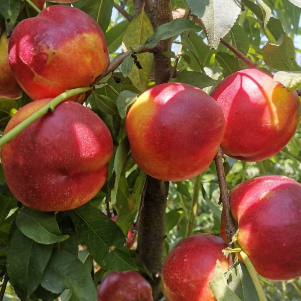 Zhongyou Jinxing Nectarine (中油金星油桃) - Image 2