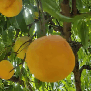 Zhongyou Jinshuang Nectarine ( 中油金爽桃)