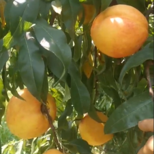 Zhongyou Jinyuan Nectarine (中油金缘油桃)