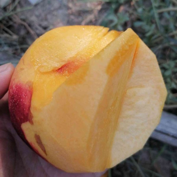 Zhongyou Jinyuan Nectarine (中油金缘油桃) - Image 2