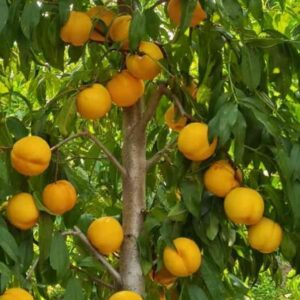 Zhongyou Jinding Nectarine ( 中油金顶桃)