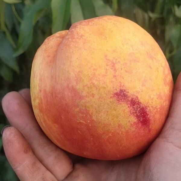 Zhongyou Jindai Nectarine ( 中油金黛桃) - Image 2