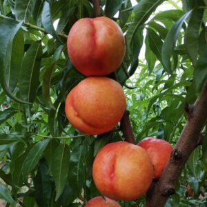 Zhongyou Jindai Nectarine ( 中油金黛桃)