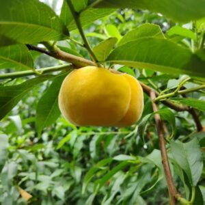 Zhongpan No. 101 Flat Peach (中蟠101号蟠桃)