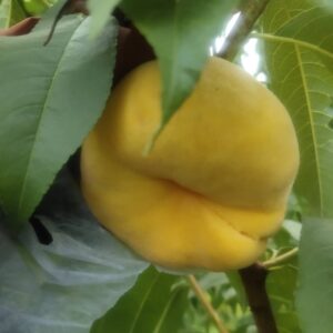 Zhongpan No. 11 Flat Peach (中蟠11号蟠桃)