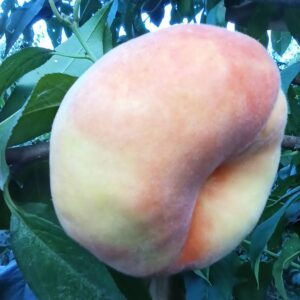 Zhongpan No. 16 Flat Peach (中蟠16号蟠桃)