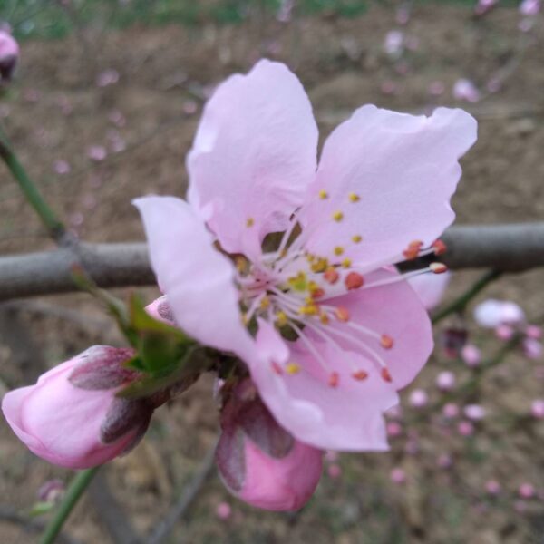 Zhongpan No. 16 Flat Peach (中蟠16号蟠桃) - Image 3