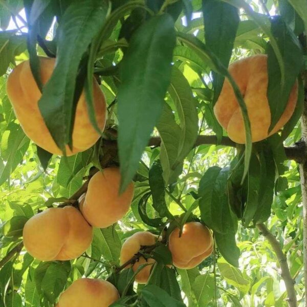 Zhongpan No. 17 Flat Peach (中蟠17号蟠桃) - Image 2