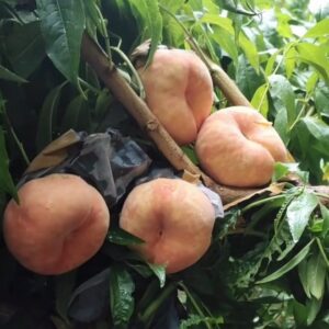 Zhongpan No. 17 Flat Peach (中蟠17号蟠桃)
