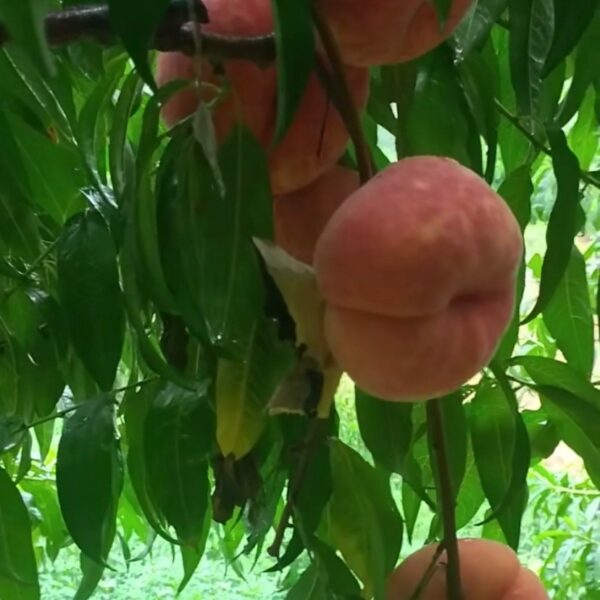 Zhongpan No. 17 Flat Peach (中蟠17号蟠桃) - Image 3