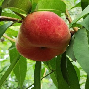 Zhongpan No. 18 Flat Peach (中蟠18号蟠桃)