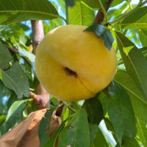 Zhongpan No. 19 Flat Peach (中蟠19号蟠桃)