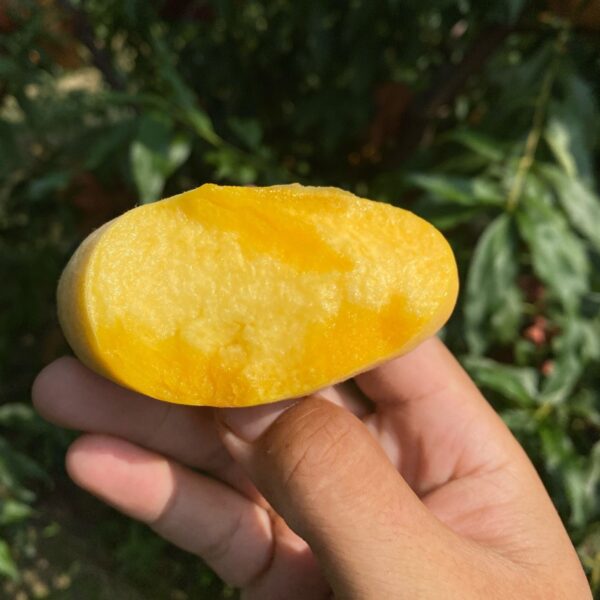 Zhongpan No. 19 Flat Peach (中蟠19号蟠桃) - Image 3