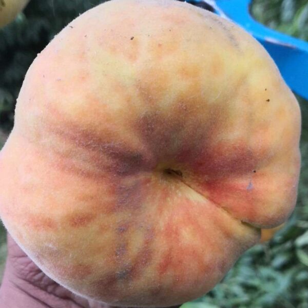 Zhongpan No. 19 Flat Peach (中蟠19号蟠桃) - Image 2