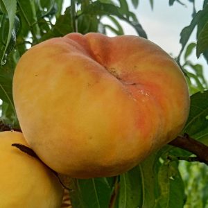 Zhongpan No. 19 Flat Peach (中蟠19号蟠桃)