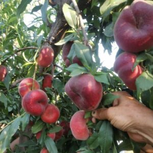 Zhongpan No. 20 Flat Peach (中蟠20号蟠桃)